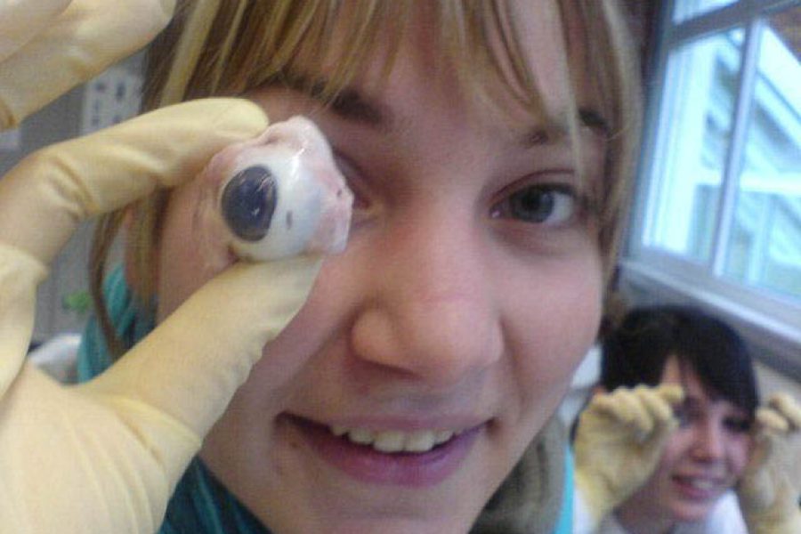 Schweineaugen 2008 Schweineaugen 2008