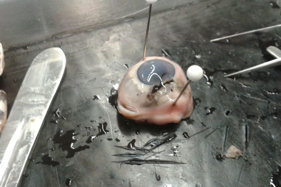 Schweineaugen2015_08 Schweineaugen2015_08