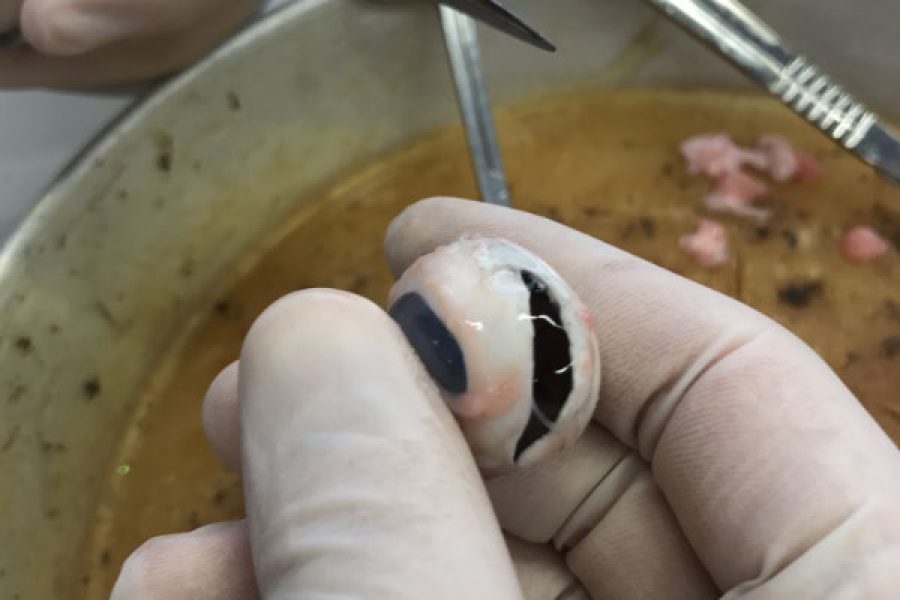 Schweineaugen_2ß17-4 Schweineaugen_2ß17-4